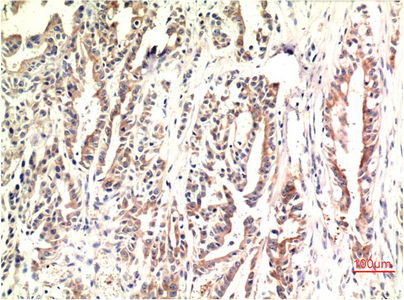 WB - CHOP mouse Monoclonal Antibody(2B1) AP63777
